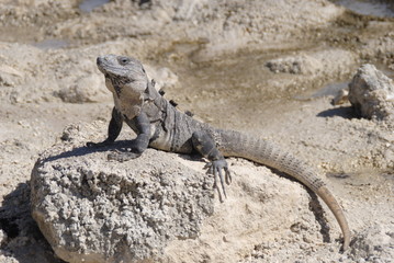 iguana on rock