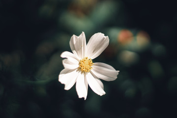 white flower illusion