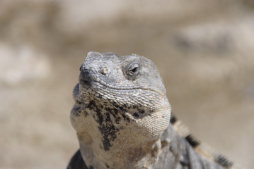 galapagos land iguana