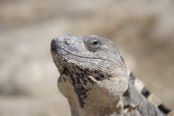 galapagos land iguana
