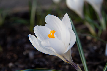 white crocus flower