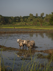 Inwa or Ava, Myanmar (Burma)