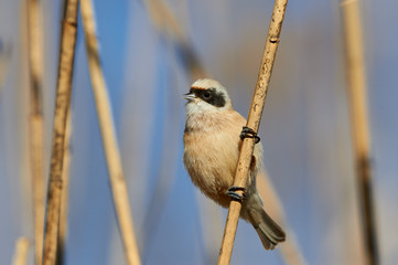 European penduline tit (Remiz pendulinus)