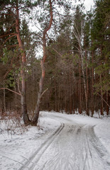 Early spring in the forest - snow and water