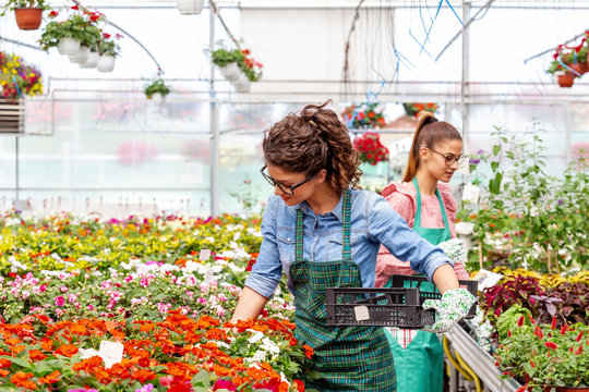 Two Woman Work In Nursery Plant With Differnt Types Of Flowers