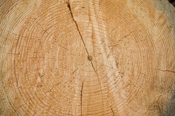 wood texture background