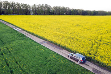 Aerial view of car driving by straight ground road through green fields with blooming rapeseed plants on sunny day. Drone photography.