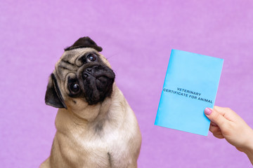 pug dog with veterinary passport immigrating or ready for a vacation