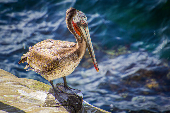 Pelican at La Jolla Cove, San Diego, California