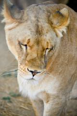 Gros plan d'une lion avec une belle crinière en été avec un beau regard calme