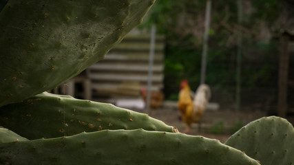 Partial blur with prickly pear cactus in the foreground