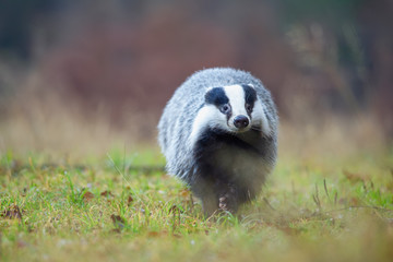 European badger from closeup front view. Runing badger. Meles meles © Stanislav Duben