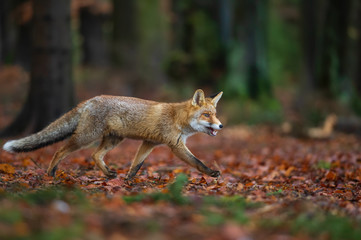 Naklejka na ściany i meble Red fox from side view in the deep forest. Walking fox on autumn wit fallen leaves. Vulpes Vulpes