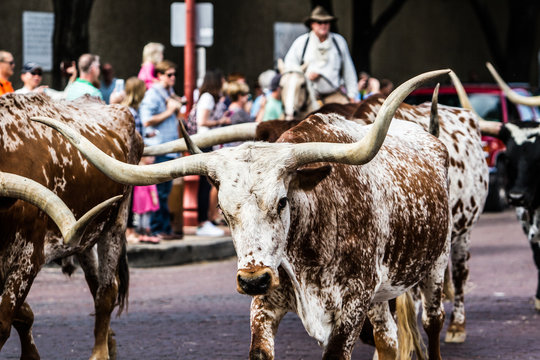 Texas Longhorn At Ft Worth