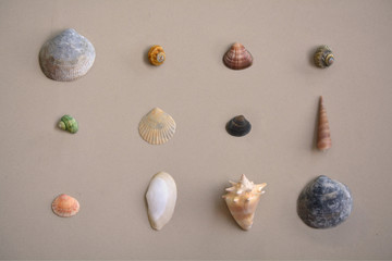 Variados tipos de conchas do mar