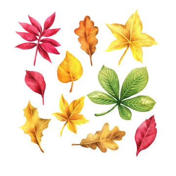 Set with autumn leaves. Watercolor illustration. Plant elements isolated on white background. © Anna