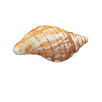recommend clip art: Illustrations of underwater life objects - orange sea shell, marine design. Watercolor hand drawn painting illustration isolated on white background.