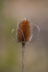 Teasel in the Wild