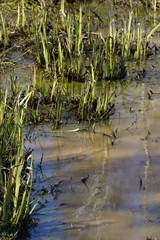 Water nature reflexions of plants during spring