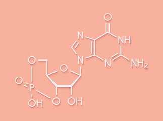 Cyclic guanosine monophosphate (cGMP) molecule. Important second messenger, produced by guanylate cyclase, broken down by phosphodiesterase (PDE). Skeletal formula.