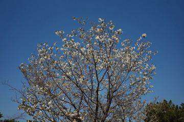 美しい日本の春の桜
