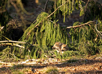 wild boar, sus scrofa, spring behavior, Europe nature, mammal life, Life in the forest, wild boar...