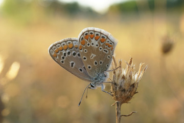 Nahansicht eines Schmetterlings - Bläuling