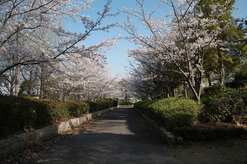 Fototapeta na wymiar 美しい日本の春の桜