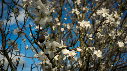 Almond blossoms. Almond flower trees at spring.