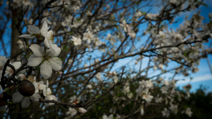 Almond blossoms. Almond flower trees at spring.