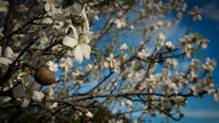 Flowering almond tree and blue sky