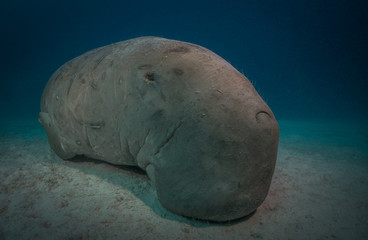 Naklejka premium Dugong or manatee, a huge marine mammal, Red Sea