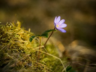 hepatica nobilis - hardy perennial, blooming early in spring with blue and lilac flowers