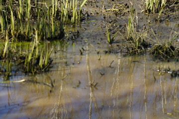 Water nature reflexions of plants during spring