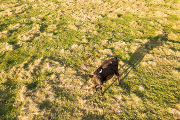 Aerial top down view of a cow grazing alone on green meadow lit by sunset light in summer.