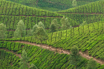 Beautiful fresh green tea plantations landscape in Munnar, Kerala, India