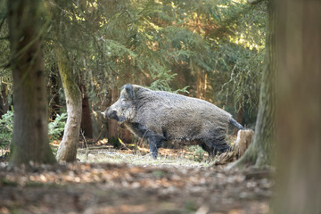 wild boar, sus scrofa, spring behavior, Europe nature, mammal life, Life in the forest, wild boar in the nature, wild boar in the forest, wild pig, hidden life