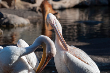White pelican grooming its feathers with its beak
