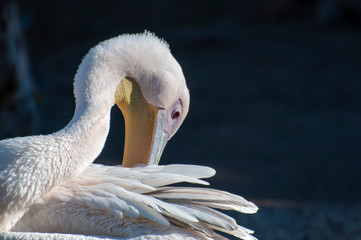 White pelican grooming its feathers with its beak