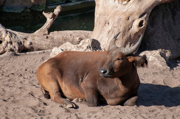 Fototapeta premium Red buffalo in the Valencia zoo