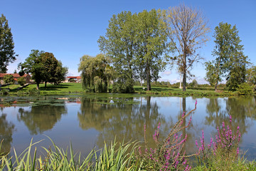 Fototapeta na wymiar pond on a sunny day colorful flowers and trees water sky 
