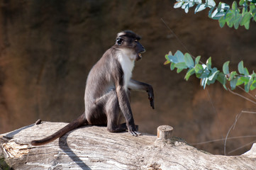 White-crowned mangabey at the zoo in valencia