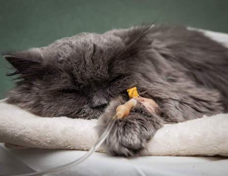 Sick cat under a dropper. Pet treatment concept.