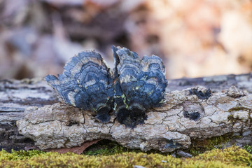 Turkey tail mushroom (Trametes versicolor) growing in the woods