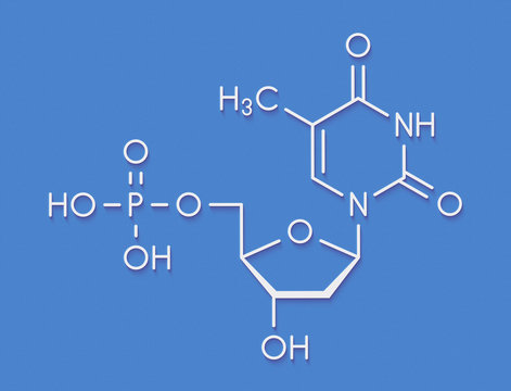 Thymidine monophosphate (TMP, thymidylate) nucleotide molecule. DNA building block. Skeletal formula.