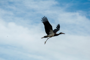 Obraz premium Bird flying in the zoo of Valencia