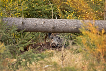 wild boar, sus scrofa, spring behavior, Europe nature, mammal life, Life in the forest, wild boar in the nature, wild boar in the forest, wild pig, hidden life