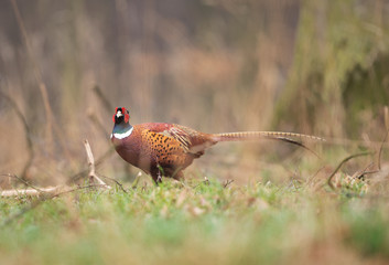 Common pheasant, phasianus colchicus, spring behavior, Europe nature