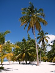 Fototapeta na wymiar palme e sabbia e mare sull'isola di Saona a Santo Domingo
