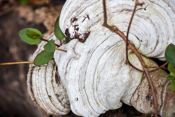 A closeup of a faded artist's conk polypore (Ganoderma applanatum)